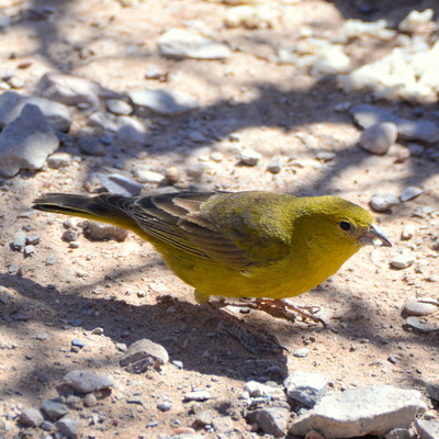 Greenish Yellow Finch